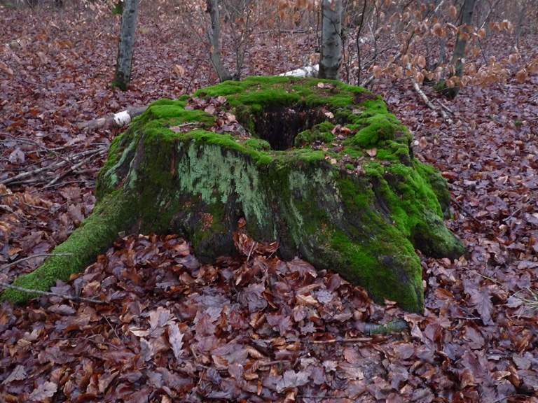 adventwanderung 064