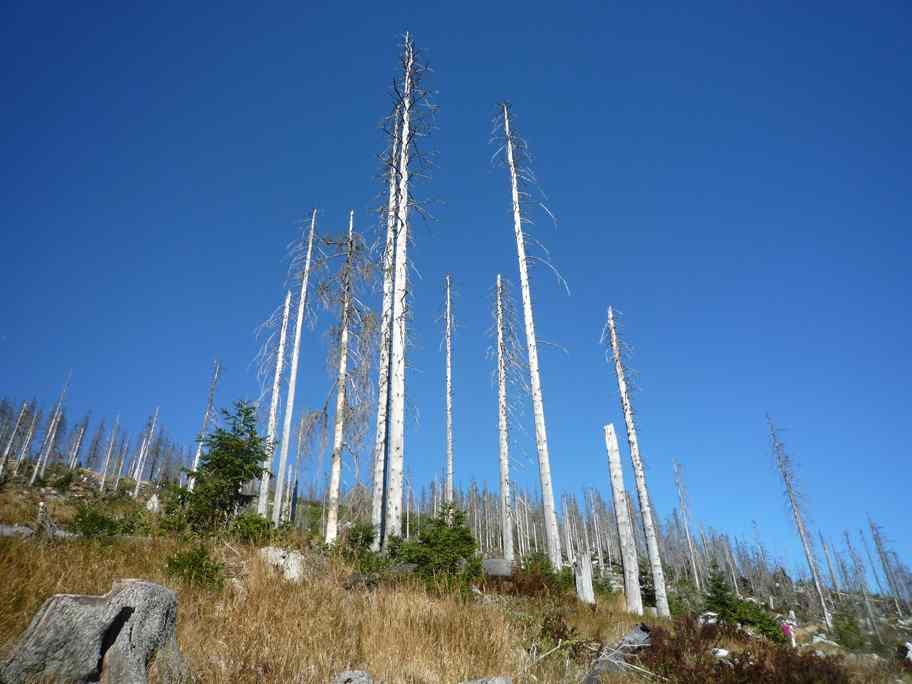 bayrischer Wald 042