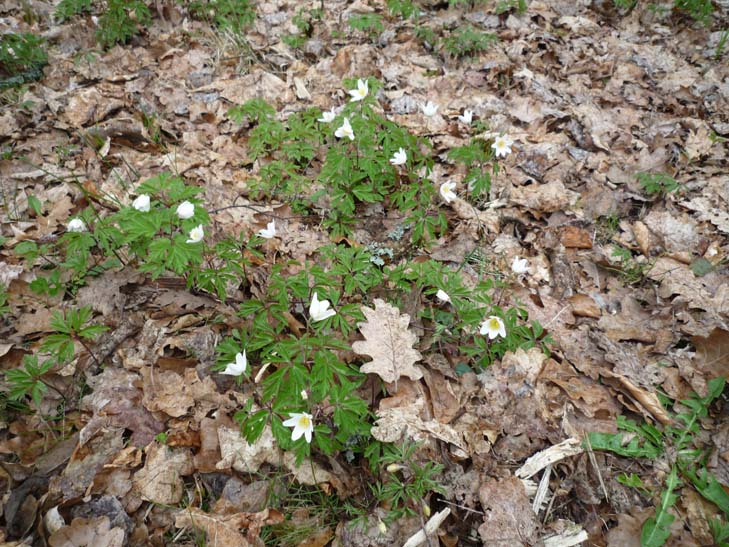 wandern burgbernheimer wald 015