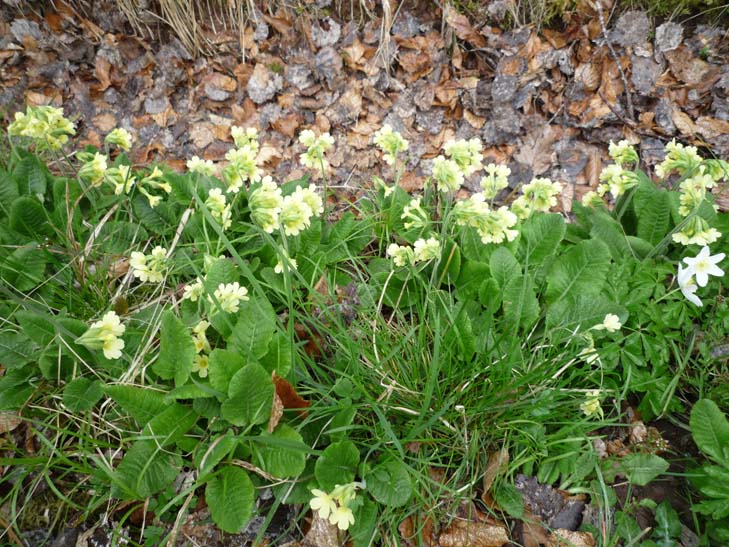 wandern burgbernheimer wald 016