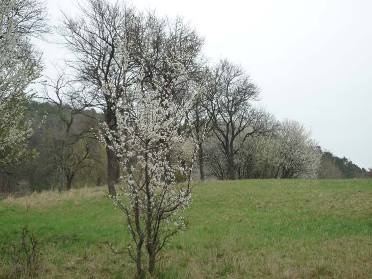 wandern burgbernheimer wald 017