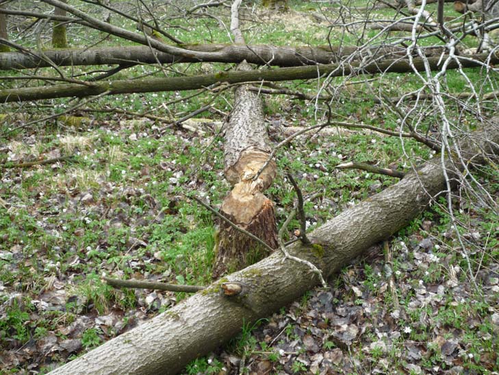 wandern burgbernheimer wald 031