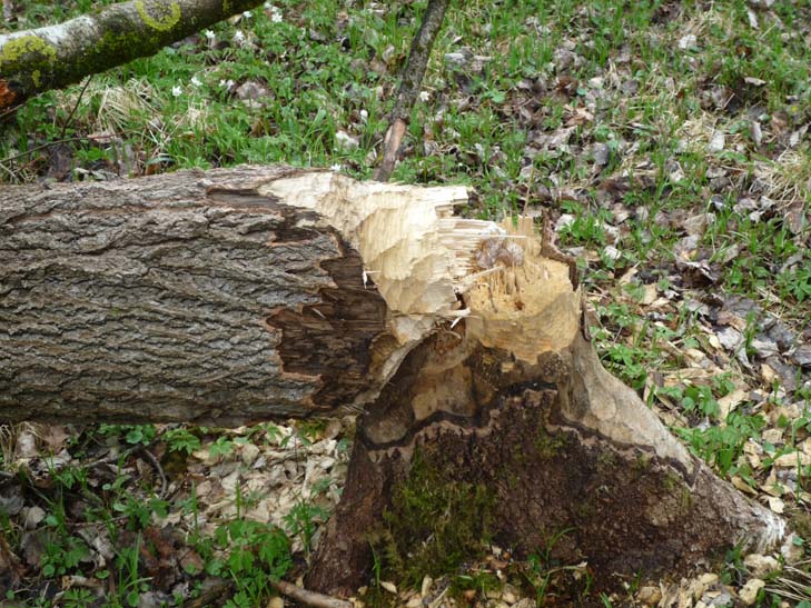wandern burgbernheimer wald 032