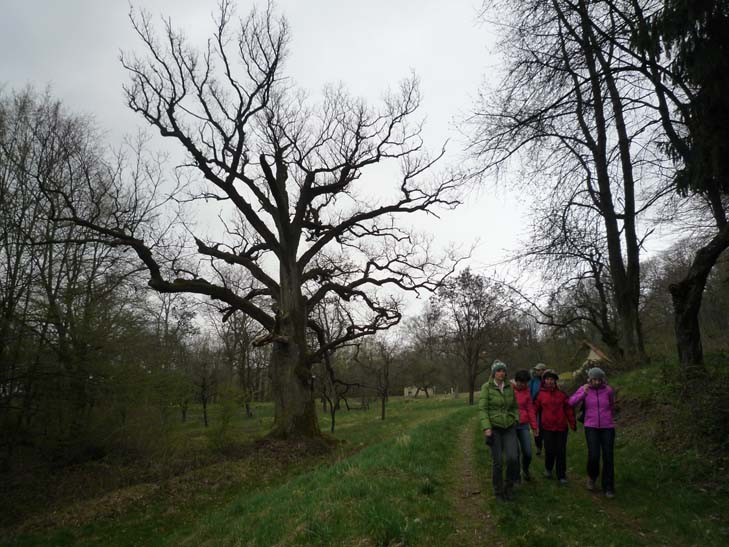 wandern burgbernheimer wald 033