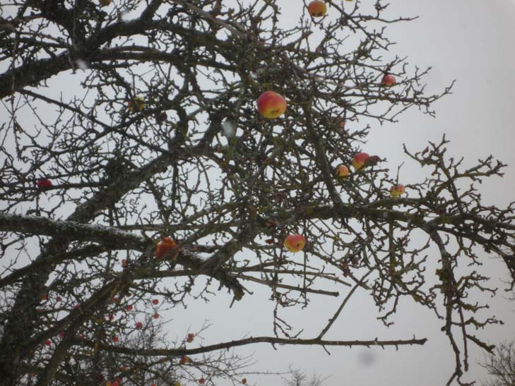 002_adventwanderung_2012