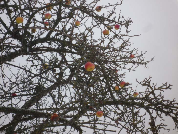 003_adventwanderung_2012