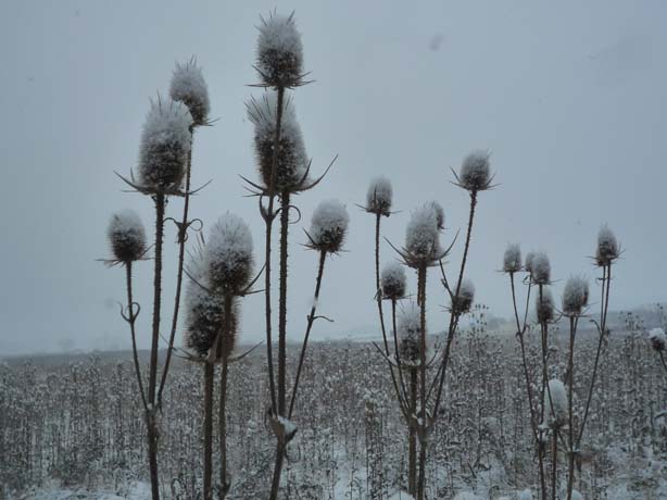 028_adventwanderung_2012